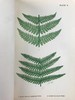 约19世纪后期 兰克斯特夫人《英国蕨类植物图鉴》 16幅套色版画插图 漆布精装32开 商品缩略图6