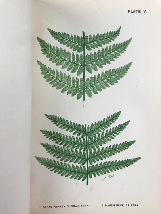 约19世纪后期 兰克斯特夫人《英国蕨类植物图鉴》 16幅套色版画插图 漆布精装32开 商品图6