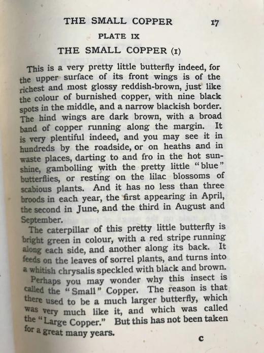 约20世纪早期 蝴蝶与飞蛾图鉴 48幅彩色插图 漆布精装32开 商品图14