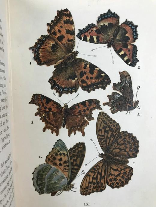 1888年 科尔曼《英国蝴蝶图鉴》 15页版画插图 漆布精装32开 商品图8
