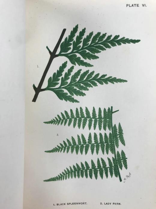 约19世纪后期 兰克斯特夫人《英国蕨类植物图鉴》 16幅套色版画插图 漆布精装32开 商品图5