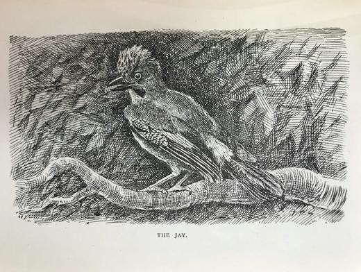 1891年 布莱特温夫人《以善意赢得的野生自然》 17幅插图 真皮精装36开 商品图14