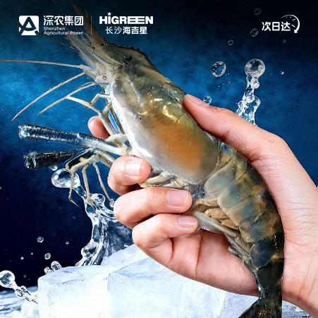 【鲜活】罗氏虾 商品图0