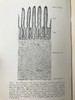 1928年 人体图鉴 27幅插图 漆布精装大32开 书脊封底烫金压花 商品缩略图9