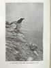 1920年 西顿·戈登《丘陵与峡谷之地：艾奥纳岛与内赫布里底群岛的野生动物》 57幅照片插图 漆布精装18开 商品缩略图2
