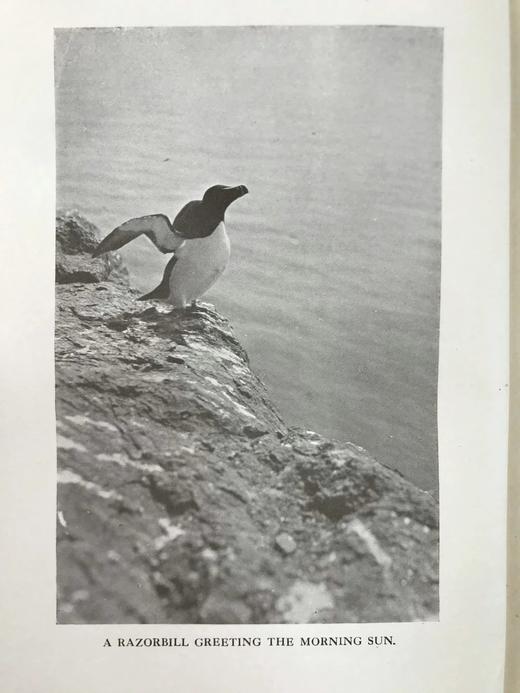 1920年 西顿·戈登《丘陵与峡谷之地：艾奥纳岛与内赫布里底群岛的野生动物》 57幅照片插图 漆布精装18开 商品图2