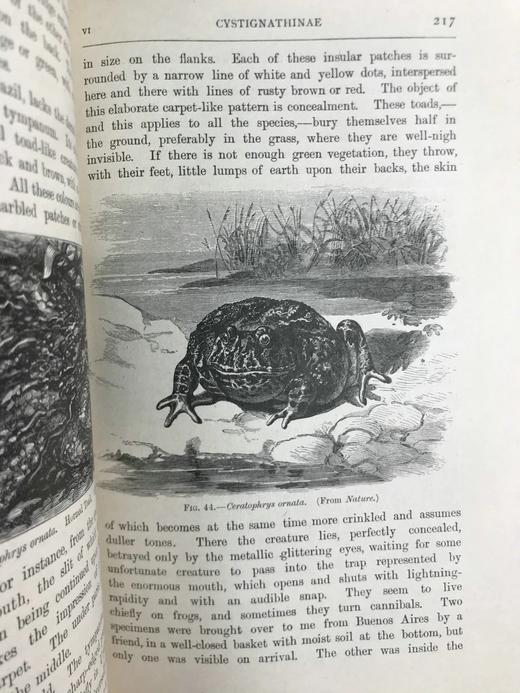 1920年 两栖与爬行动物图鉴 181幅插图 漆布精装大32开 商品图6