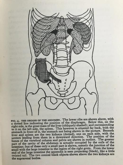 1928年 人体图鉴 27幅插图 漆布精装大32开 书脊封底烫金压花 商品图8