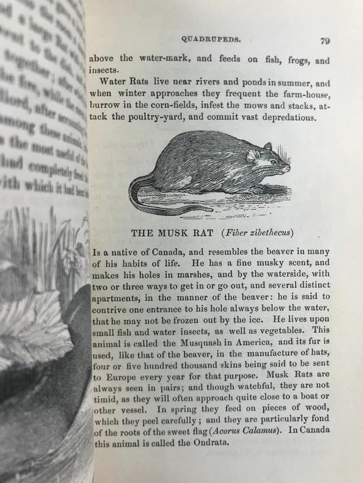 1843年 趣味博物学家 350余幅版画插图 全真皮精装32开 商品图11