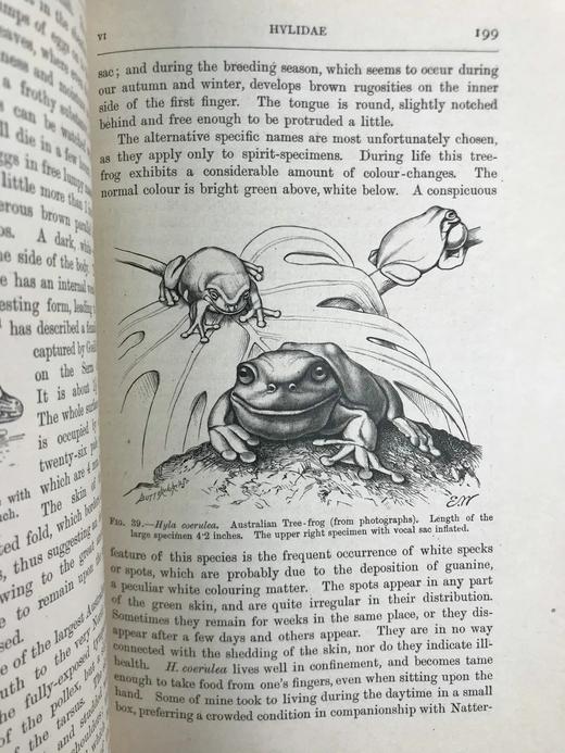 1920年 两栖与爬行动物图鉴 181幅插图 漆布精装大32开 商品图7