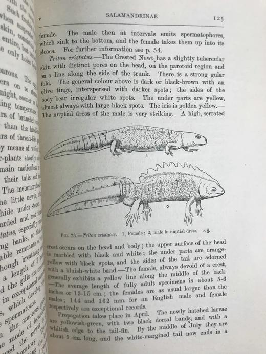 1920年 两栖与爬行动物图鉴 181幅插图 漆布精装大32开 商品图12