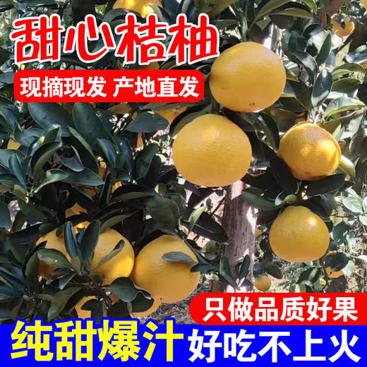 福建纯甜甜心柚5斤/10斤礼盒装 商品图0