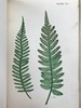 约19世纪后期 兰克斯特夫人《英国蕨类植物图鉴》 16幅套色版画插图 漆布精装32开 商品缩略图12
