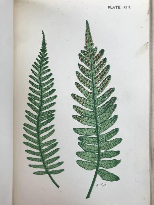 约19世纪后期 兰克斯特夫人《英国蕨类植物图鉴》 16幅套色版画插图 漆布精装32开 商品图12