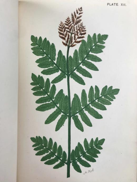 约19世纪后期 兰克斯特夫人《英国蕨类植物图鉴》 16幅套色版画插图 漆布精装32开 商品图11