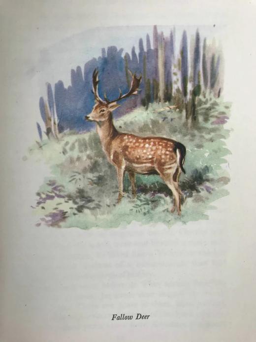 1956年 戴伊《它们行走于野外》 16幅彩色9幅黑白插图 精装大32开 商品图10