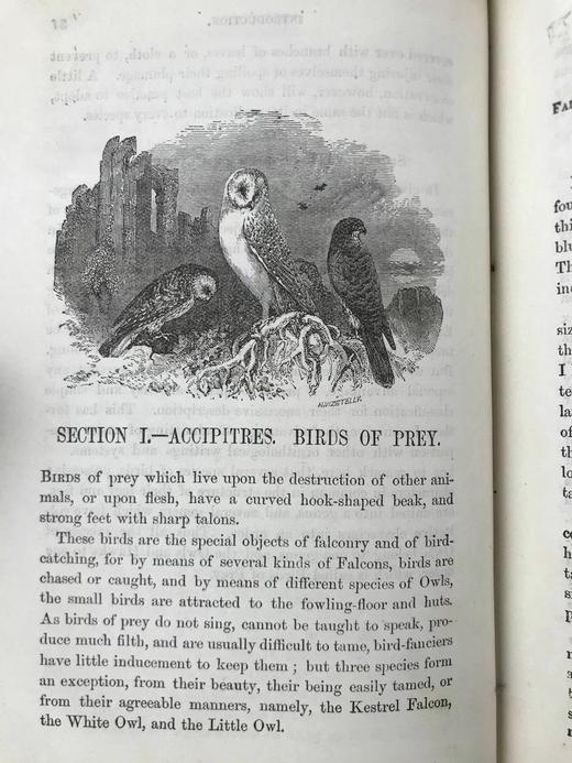 约19世纪后期 笼养鸟类指南 10余幅版画插图 漆布精装36开 商品图14