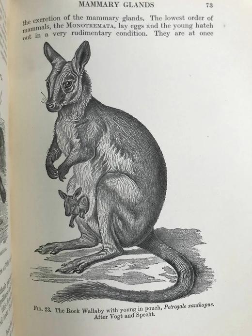 1925年 生物学读本 70幅版画插图 漆布精装32开 商品图9