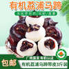 【厂商直发】广西有机鲜马蹄荸荠带皮去皮白马蹄清甜多汁新鲜包邮 商品缩略图0