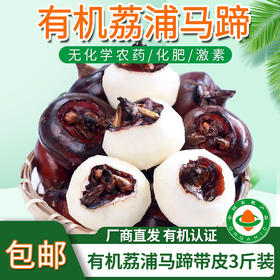 【厂商直发】广西有机鲜马蹄荸荠带皮去皮白马蹄清甜多汁新鲜包邮