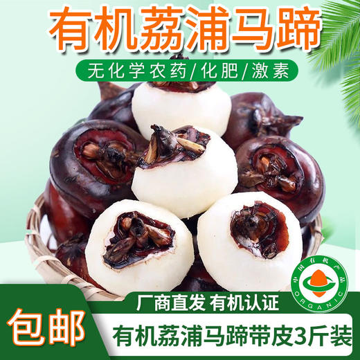 【厂商直发】广西有机鲜马蹄荸荠带皮去皮白马蹄清甜多汁新鲜包邮 商品图0