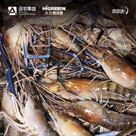 【鲜活】罗氏虾 商品图1