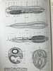 1923年 人类进化的科学研究（全2卷合订本） 408幅版画插图 漆布精装大32开 商品缩略图9