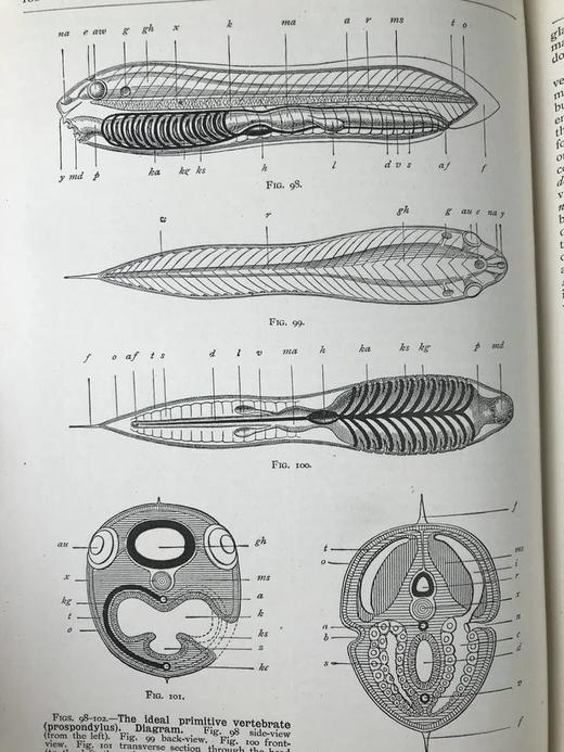 1923年 人类进化的科学研究（全2卷合订本） 408幅版画插图 漆布精装大32开 商品图9
