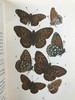 1888年 科尔曼《英国蝴蝶图鉴》 15页版画插图 漆布精装32开 商品缩略图7