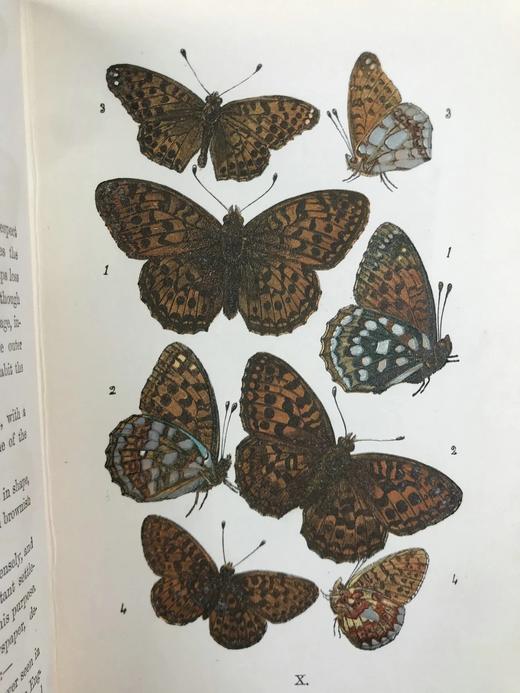 1888年 科尔曼《英国蝴蝶图鉴》 15页版画插图 漆布精装32开 商品图7