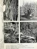 1959年 植物学教材 410幅插图 精装大32开 商品缩略图7