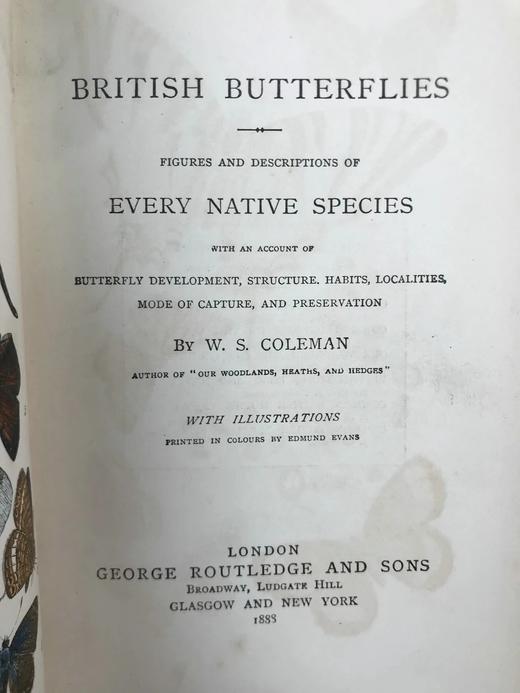 1888年 科尔曼《英国蝴蝶图鉴》 15页版画插图 漆布精装32开 商品图3