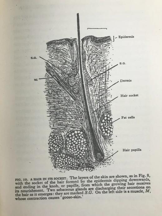 1928年 人体图鉴 27幅插图 漆布精装大32开 书脊封底烫金压花 商品图14