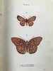 约20世纪早期 蝴蝶与飞蛾图鉴 48幅彩色插图 漆布精装32开 商品缩略图13