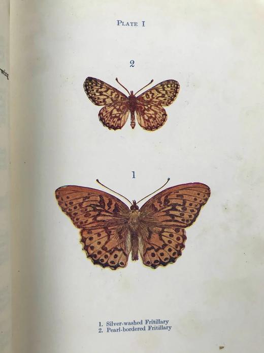 约20世纪早期 蝴蝶与飞蛾图鉴 48幅彩色插图 漆布精装32开 商品图13