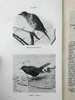 1912年 诺森伯兰和东部边界鸟类图集 27幅插图 漆布精装大32开 商品缩略图10