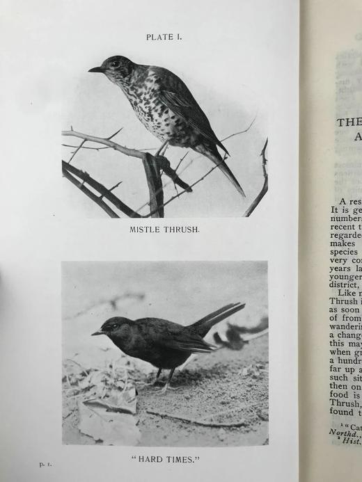 1912年 诺森伯兰和东部边界鸟类图集 27幅插图 漆布精装大32开 商品图10