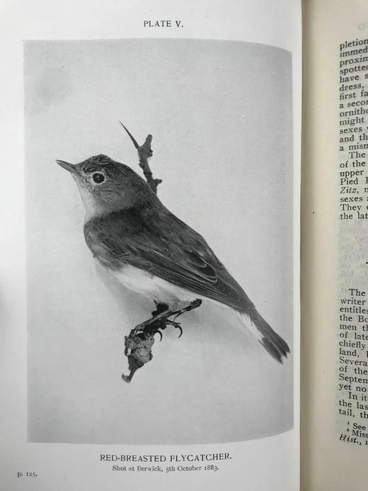 1912年 诺森伯兰和东部边界鸟类图集 27幅插图 漆布精装大32开 商品图6