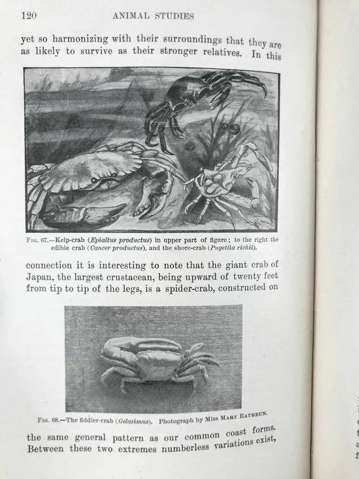 1903年 动物研究 259幅插图 漆布精装32开 商品图12