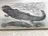1920年 两栖与爬行动物图鉴 181幅插图 漆布精装大32开 商品缩略图14