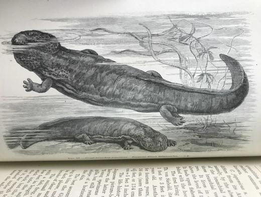 1920年 两栖与爬行动物图鉴 181幅插图 漆布精装大32开 商品图14