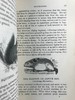 1843年 趣味博物学家 350余幅版画插图 全真皮精装32开 商品缩略图13