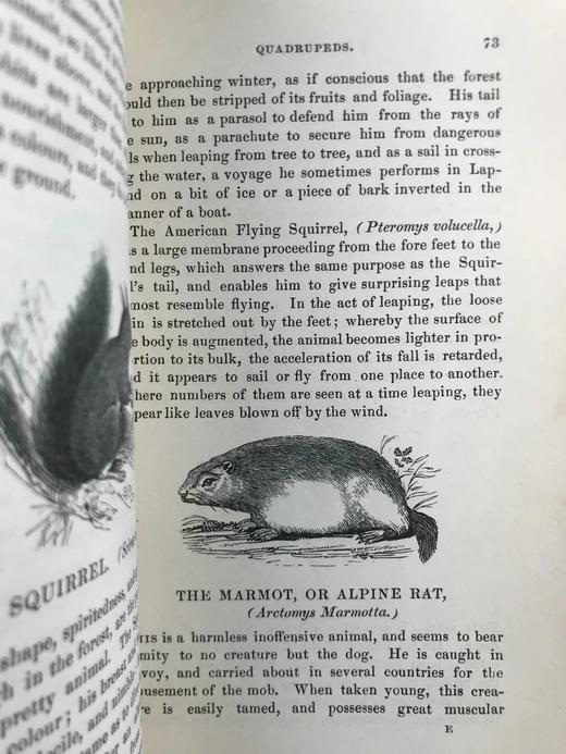 1843年 趣味博物学家 350余幅版画插图 全真皮精装32开 商品图13