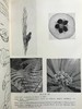 1959年 植物学教材 410幅插图 精装大32开 商品缩略图8