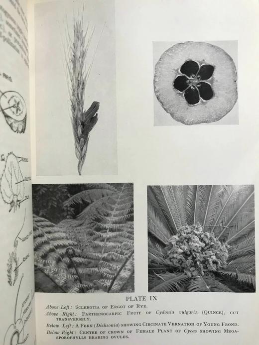1959年 植物学教材 410幅插图 精装大32开 商品图8