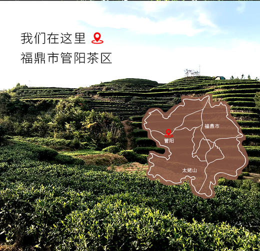 年货福利 2022年福鼎老寿眉散茶 200克简装 商品图9