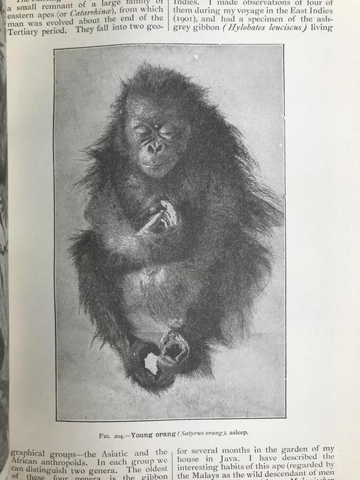 1923年 人类进化的科学研究（全2卷合订本） 408幅版画插图 漆布精装大32开 商品图5