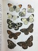 1888年 科尔曼《英国蝴蝶图鉴》 15页版画插图 漆布精装32开 商品缩略图13