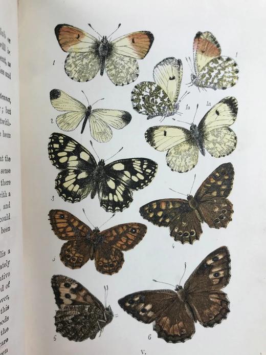 1888年 科尔曼《英国蝴蝶图鉴》 15页版画插图 漆布精装32开 商品图13