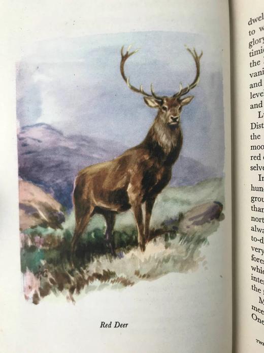 1956年 戴伊《它们行走于野外》 16幅彩色9幅黑白插图 精装大32开 商品图12